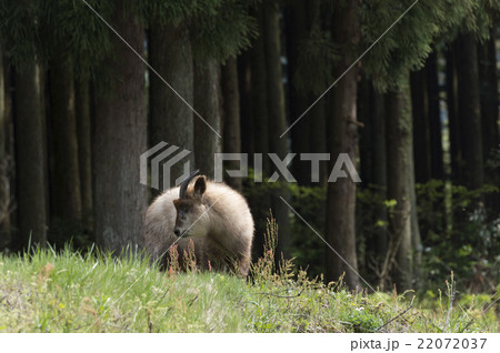 カモシカ 22072037