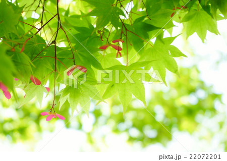 楓の花 種の写真素材 2721