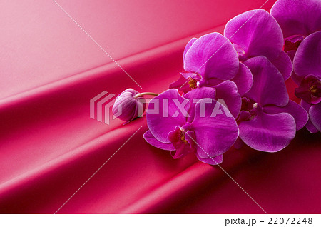 濃いピンク色のサテンとピンク色の胡蝶蘭の写真素材