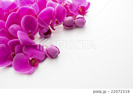 ピンク色の胡蝶蘭の写真素材