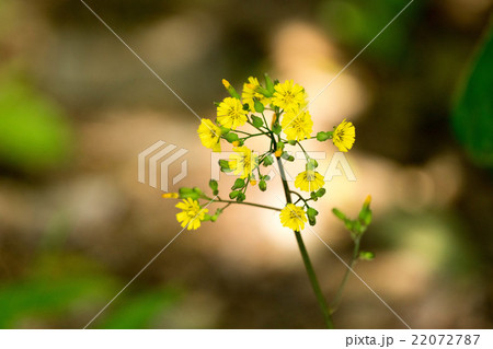 黄色い小さい花の写真素材