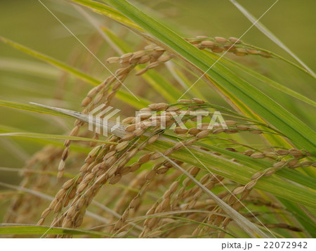 もうすぐ収穫 22072942