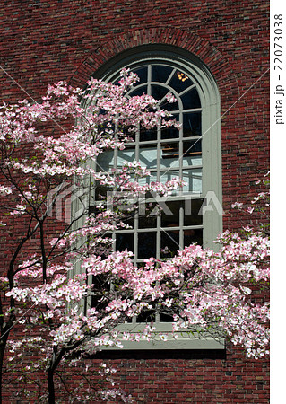 Harvard Square, Cambridge.. Harvard Square, Cambridge.. 22073038