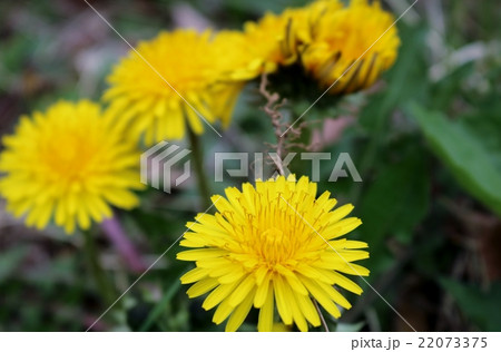 たんぽぽ 22073375