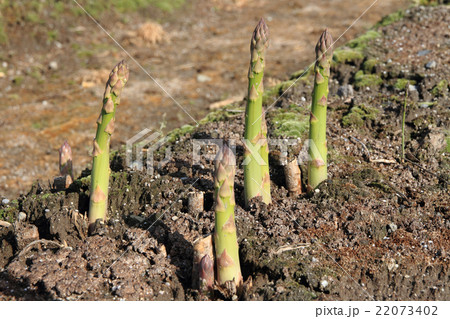 畑のグリーンアスパラガス 畑のグリーンアスパラガス 22073402