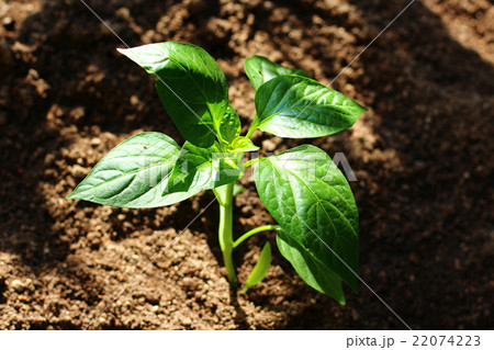 パプリカ 22074223