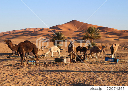 サハラ砂漠とラクダ モロッコ サハラ砂漠とラクダ モロッコ 22074865