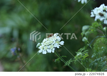 紫陽花とカナブン 22074926