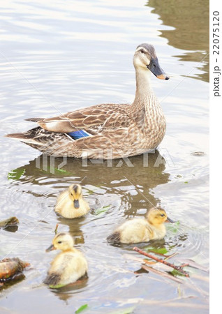カルガモ親子が池でお散歩 22075120