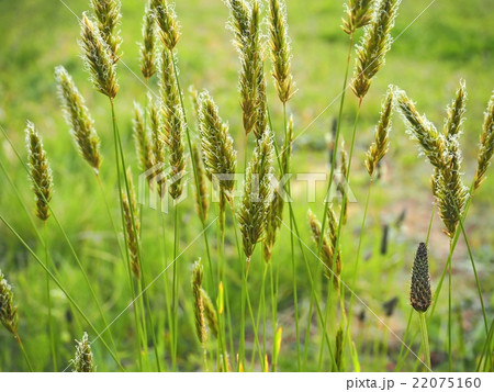 堤防のハルガヤ 堤防のハルガヤ 22075160