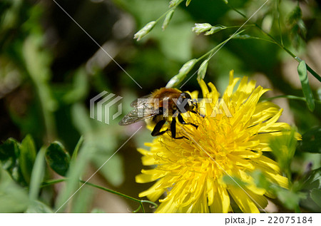 蜜を吸うナミハナアブ・並花虻 蜜を吸うナミハナアブ・並花虻 22075184
