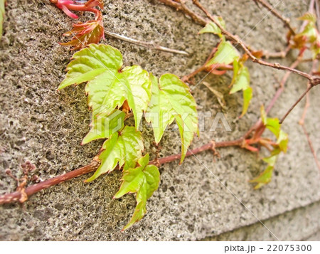 壁をつたうツタの写真素材
