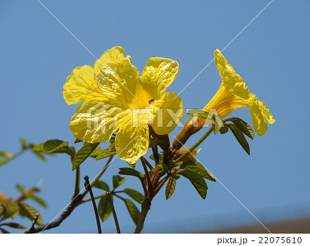 ブラジルの国花 イぺ の写真素材