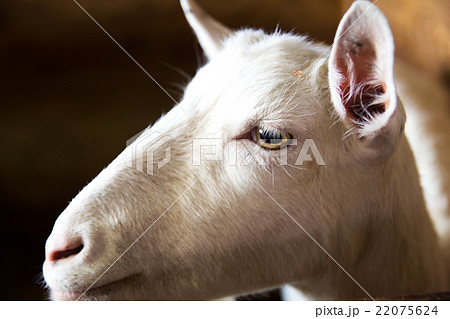 ヤギ ヤギ 22075624