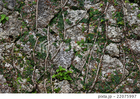 中城城跡　石積みを覆うオオイタビ 22075997