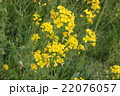 菜の花 22076057