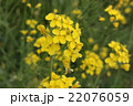 菜の花 22076059