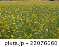 菜の花畑 22076060