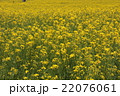菜の花畑 22076061