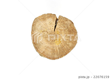 tree trunk cross section, clipping path tree trunk cross section, clipping path 22076159