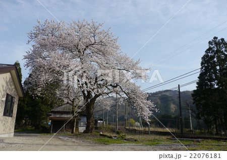 横江駅前の桜 横江駅前の桜 22076181