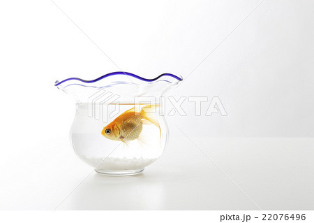 金魚　 22076496