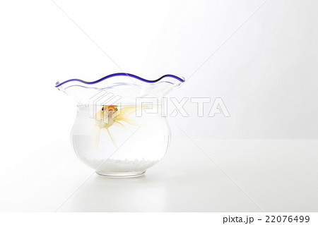 金魚　 22076499