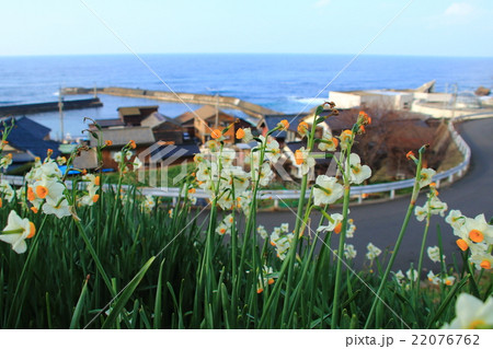 越前海岸の水仙畑 越前海岸の水仙畑 22076762