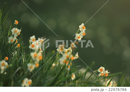 越前海岸の水仙畑 越前海岸の水仙畑 22076766
