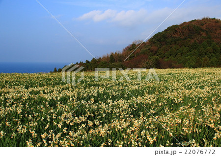 越前海岸の水仙畑 越前海岸の水仙畑 22076772