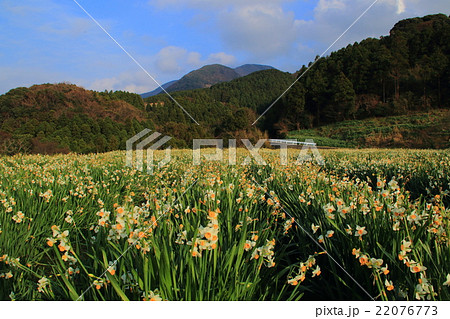 越前海岸の水仙畑 越前海岸の水仙畑 22076773