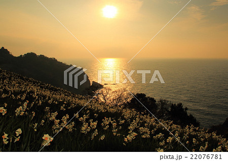 越前海岸の水仙畑 越前海岸の水仙畑 22076781