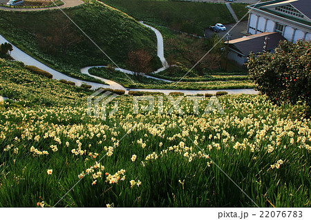 越前海岸の水仙畑 越前海岸の水仙畑 22076783