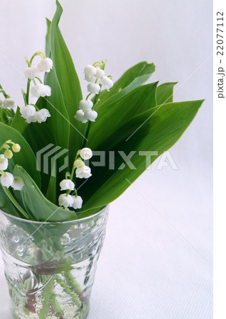 ガラス器に活けたスズラン ガラス器に活けたスズラン 22077112