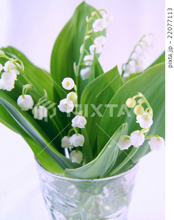 ガラス器に活けたスズラン ガラス器に活けたスズラン 22077113