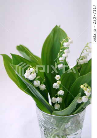 ガラス器に活けたスズラン ガラス器に活けたスズラン 22077117