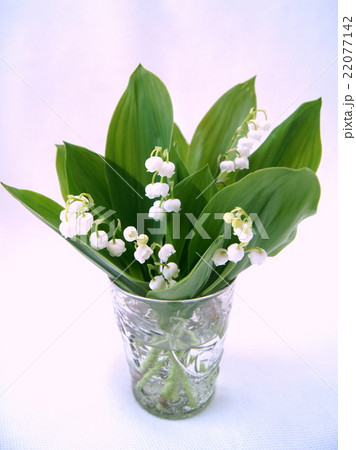 ガラス器に活けたスズラン 22077142