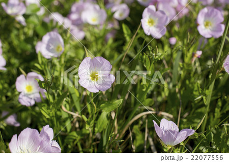 ヒルザキツキミソウ 22077556