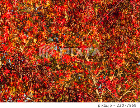 Full Autumn Color 22077869
