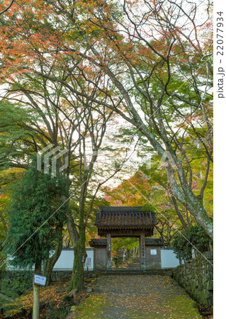 大威徳寺 紅葉 22077934
