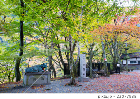 大威徳寺 境内の紅葉 22077938