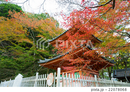 大威徳寺 多宝塔の紅葉 22078068