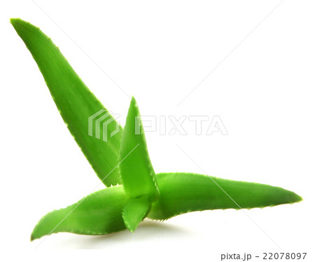 aloe vera plant 22078097