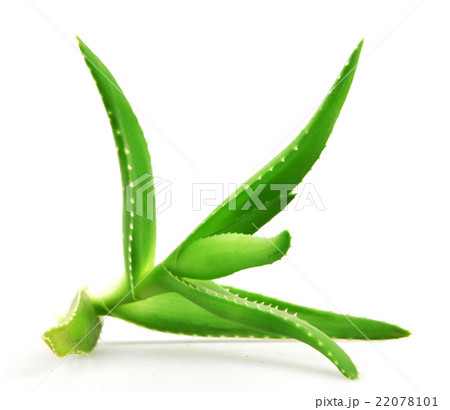 aloe vera plant 22078101