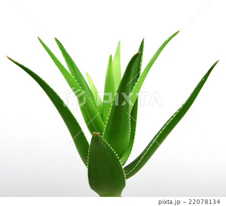 Aloe vera plant isolated on white Aloe vera plant isolated on white 22078134