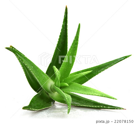 Aloe vera plant isolated on white 22078150