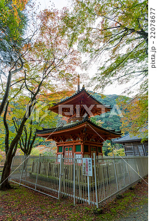 大威徳寺 多宝塔の紅葉 22078677