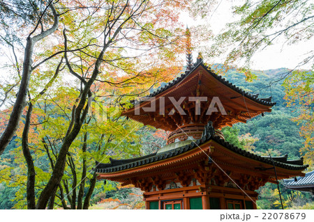大威徳寺 多宝塔の紅葉 22078679