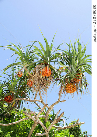 アダンの実 アダンの実 22079080