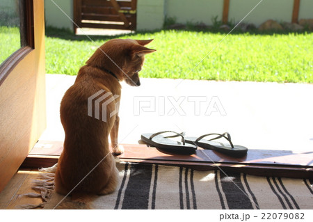 考える犬 22079082